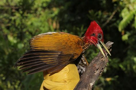 49-Rare-Records-of-Palawan-wildlife