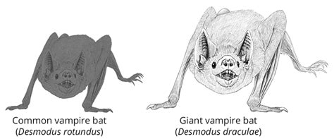 Desmodus draculae - Alchetron, The Free Social Encyclopedia