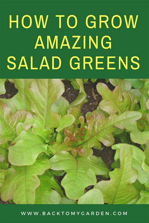 How To Grow Amazing Salad Greens with Charles Dowding | Growing, Fun salads, Gardening advice