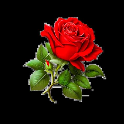 Beautiful Red Rose Graphic PNG Images | PSD Free Download - Pikbest