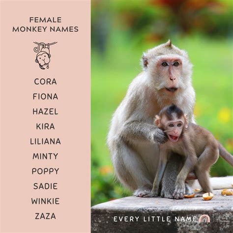 170+ Best Monkey Names (Cute, Funny, and Creative) - Every Little Name