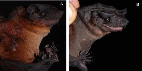 Image of the Day: Dog-Faced Bats | The Scientist Magazine®