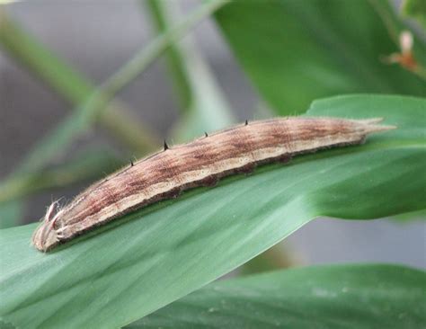 Owl Butterfly Caterpillar - ZooChat