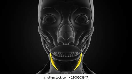 Depressor Anguli Oris Triangularis Muscle Anatomy Stock Illustration ...