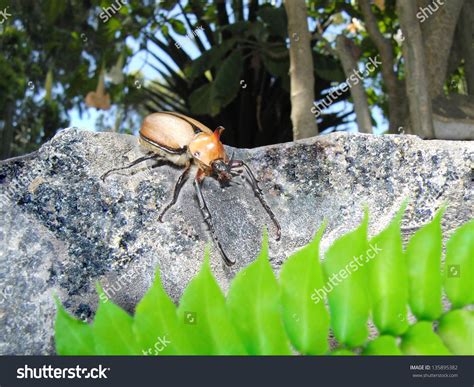 Rhinoceros Beetle, Rain Forest Of Amazon River Stock Photo 135895382 : Shutterstock