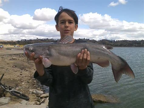 Lake Elsinore - Lake Elsinore, CA - Fish Reports & Map