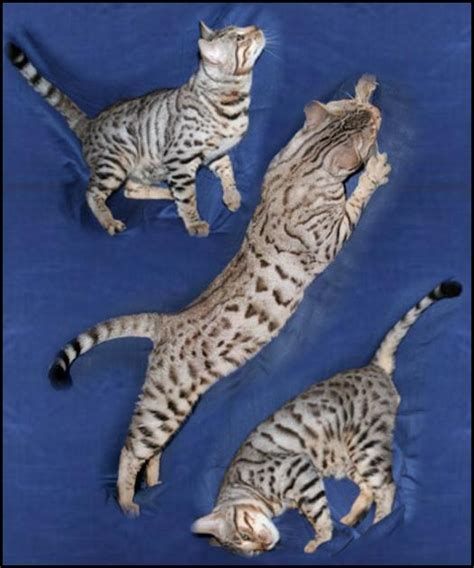 Bengal Cat Patterns | Top Cat Directory