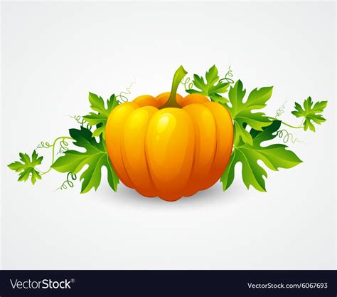 Pumpkin and leaves Royalty Free Vector Image - VectorStock