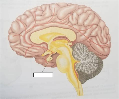 Basal Forebrain Diagram | Quizlet