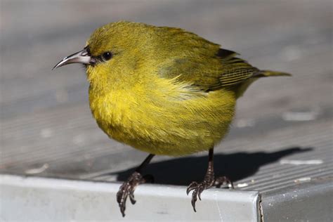 Greenham Birding: Forest Birds of Maui