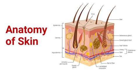 Skin Cells: Structure, Types, Functions, Diseases