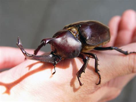 Japanese rhinoceros beetle - Alchetron, the free social encyclopedia