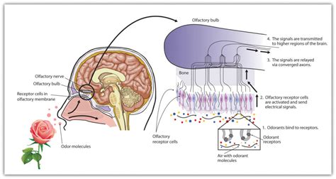 olfactory receptors – Introductory Psychology