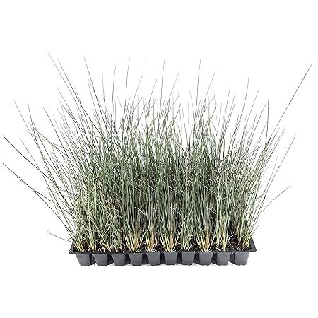 Amazon.com : Blue Arrows Rush Grass - Juncus Inflexus - 3 Live Plants ...