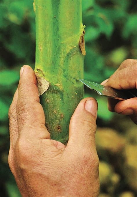 Papaya propagated by marcotting – Agriculture Monthly