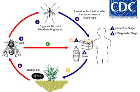 Wound Myiasis (Maggot Infestation) | Epomedicine