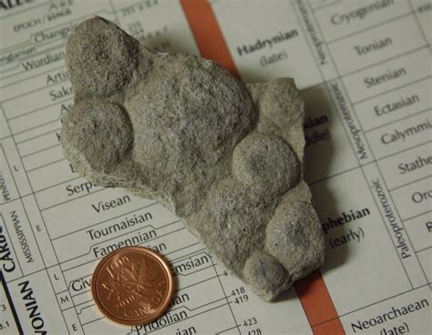 Ediacaran Fossils - Member Collections - The Fossil Forum