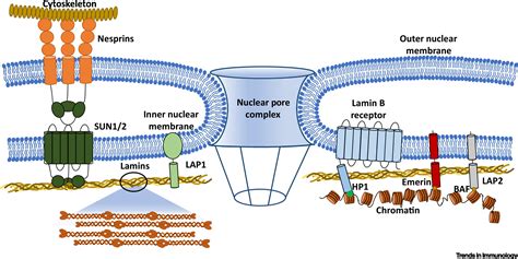 Protean Regulation of Leukocyte Function by Nuclear Lamins: Trends in ...