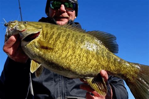 Fish of the Week: A big smallmouth bass comes in late fall from ...