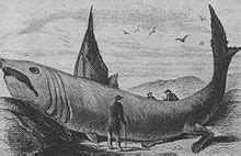 Squalo elefante - Basking shark - xcv.wiki