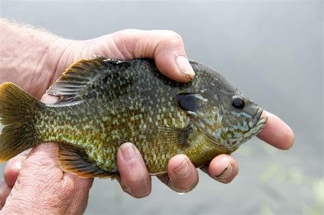 What is the Best Hook Size for Bluegill? - Fishing Refined