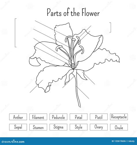 Parts of the Flower Worksheet in Black and White. Lily Flower Anatomy Stock Vector ...