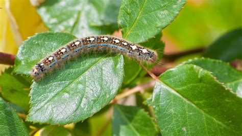 how to deter caterpillars from plants - Mybabybycrikaalmeida