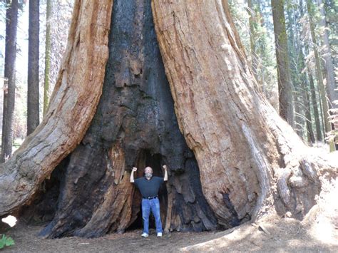 Giant sequoia trees always seem bigger in person. | IGN Boards