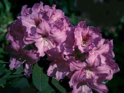 2006 Convention Plants--elepidote rhododendrons