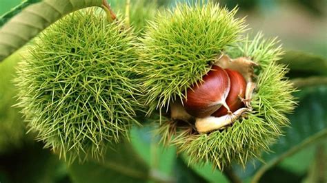 Castanha portuguesa - Castanea sativa - Projeto Jardinando