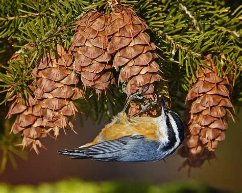 Welcome Winter Birds to Your Yard | Audubon New York