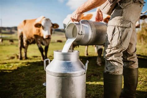 Is Dairy Farming a Commercial Farming or Subsistence Farming? - FarmingThing.com