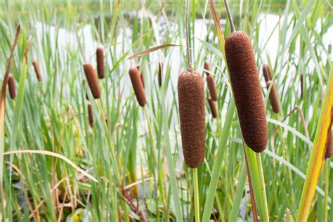 Don't forget to grow a Cattail in your pond garden - Dig It Right | Dig ...