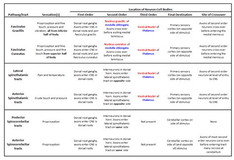 Ascending (Sensory) Nerve Pathways - almostadoctor