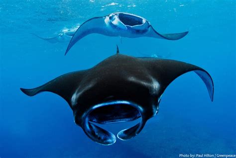 Interesting facts about manta rays | Just Fun Facts