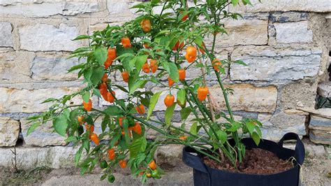 Orange Habanero Pepper Plant