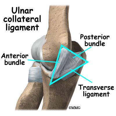 Ulnar Collateral Ligament Injuries - James Seeds, MD, Orthopedic & Sports Medicine, Elgin ...