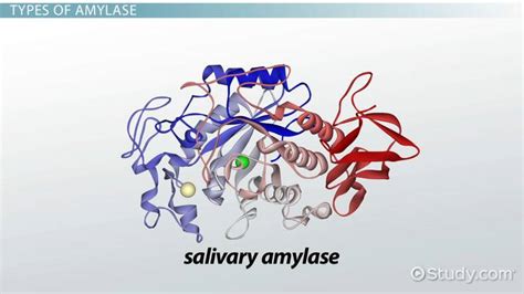 Salivary Amylase Definition, Structure & Function - Video & Lesson ...