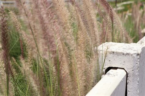 Premium Photo | White fence on the farm