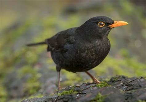 Why Do Birds Sing At Night? | Bird Spot