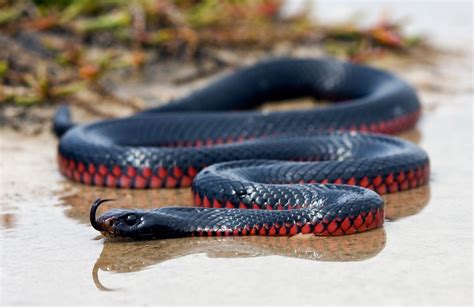 Baixe o papel de parede "Serpente Negra De Barriga Vermelha" para o seu ...