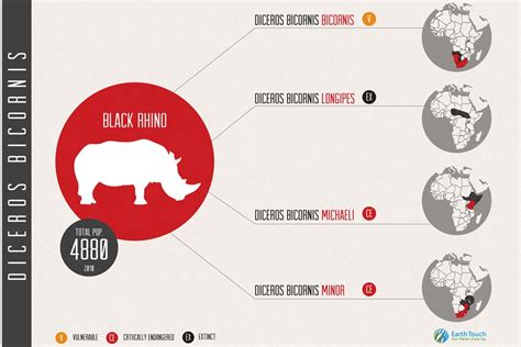 The western black rhino extinction is not news | Conservation | Earth ...