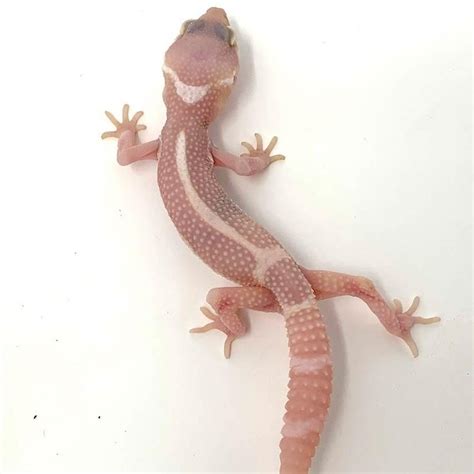 Black Leopard Gecko - Genetics - Black x Reptiles