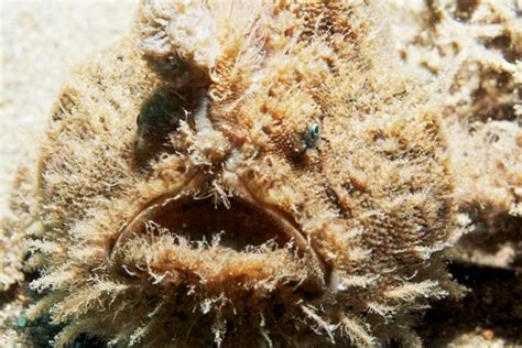 H is for Hairy Frogfish Facts : A-Z Collection of Cool Animals