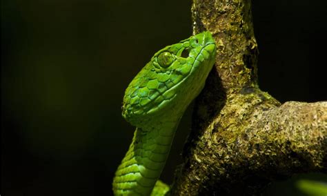 10 Endangered Snakes We Should Act to Save - A-Z Animals