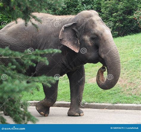 Lucy the Elephant stock image. Image of animal, zoology - 58093679