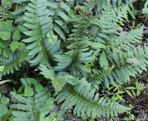 Christmas Fern | Mountain Lake Biological Station, U.Va.