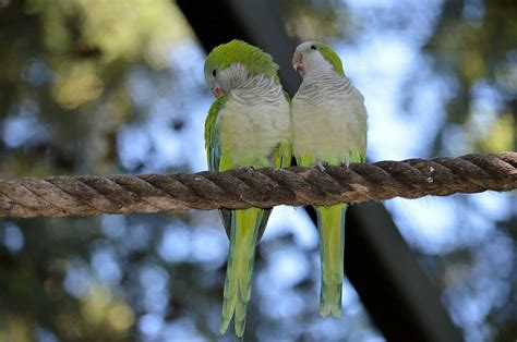 30 Facts About Love Birds That You Never Knew About