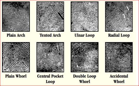 9 Basic Fingerprint Patterns | fingerprints. Are you ready? Look at your own fingerprints ...