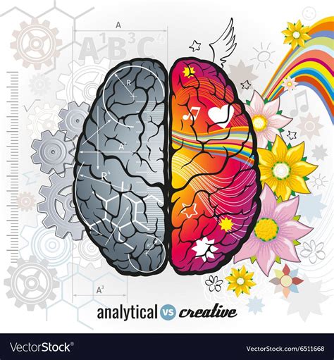 Left analytical and right creativity brain vector image on VectorStock